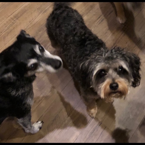 Meet your Posher, Jack - Picture 7 of 9